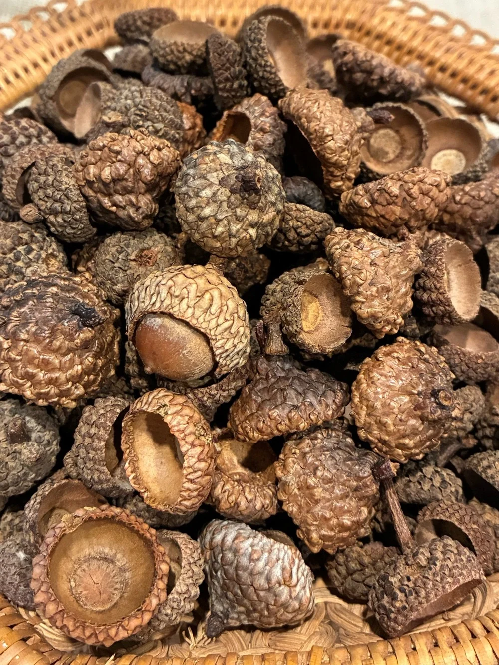 Natural Acorn Caps Lot 200+ Caps for Crafting, Decoration and DIY Projects